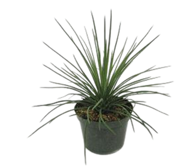 Geminiflora 
